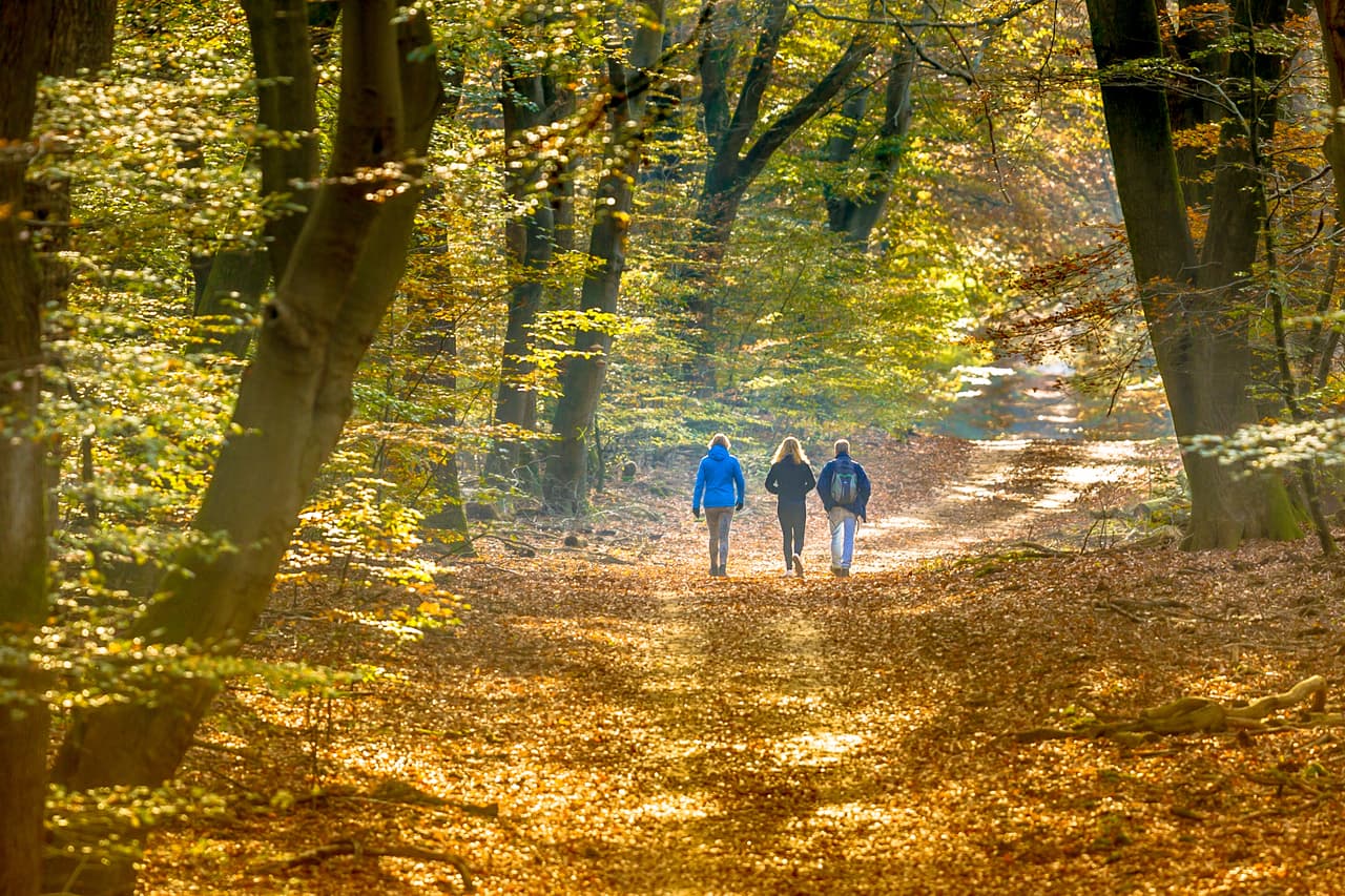 <b>Tomar el sol.</b> La primera recomendación de la 
<a href="https://www.apa.org/topics/depression/seasonal-affective-disorder" target="_blank">Asociación Estadounidense de Psicología</a> (APA, por sus siglas en inglés) de cara a esta época consiste en 
<b>absorber todo el sol que sea posible</b>. Exponerse a la luz del sol es para el organismo la principal 
<b>fuente de vitamina D</b>, sustancia que ayuda a potenciar los efectos de la serotonina. De hecho, la escasez de esta vitamina es otra de las posibles causas de la sensación de tristeza en esta época del año.