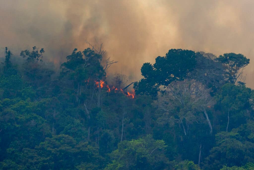 En la selva amazónica, Brasil alberga cerca del 
<b>60 por ciento del llamado "pulmón del planeta"</b>. Desde hace unas semanas grandes extensiones del Amazonas esta siendo afectadas por incendios que han originado una 
<b>emergencia ambiental.</b>