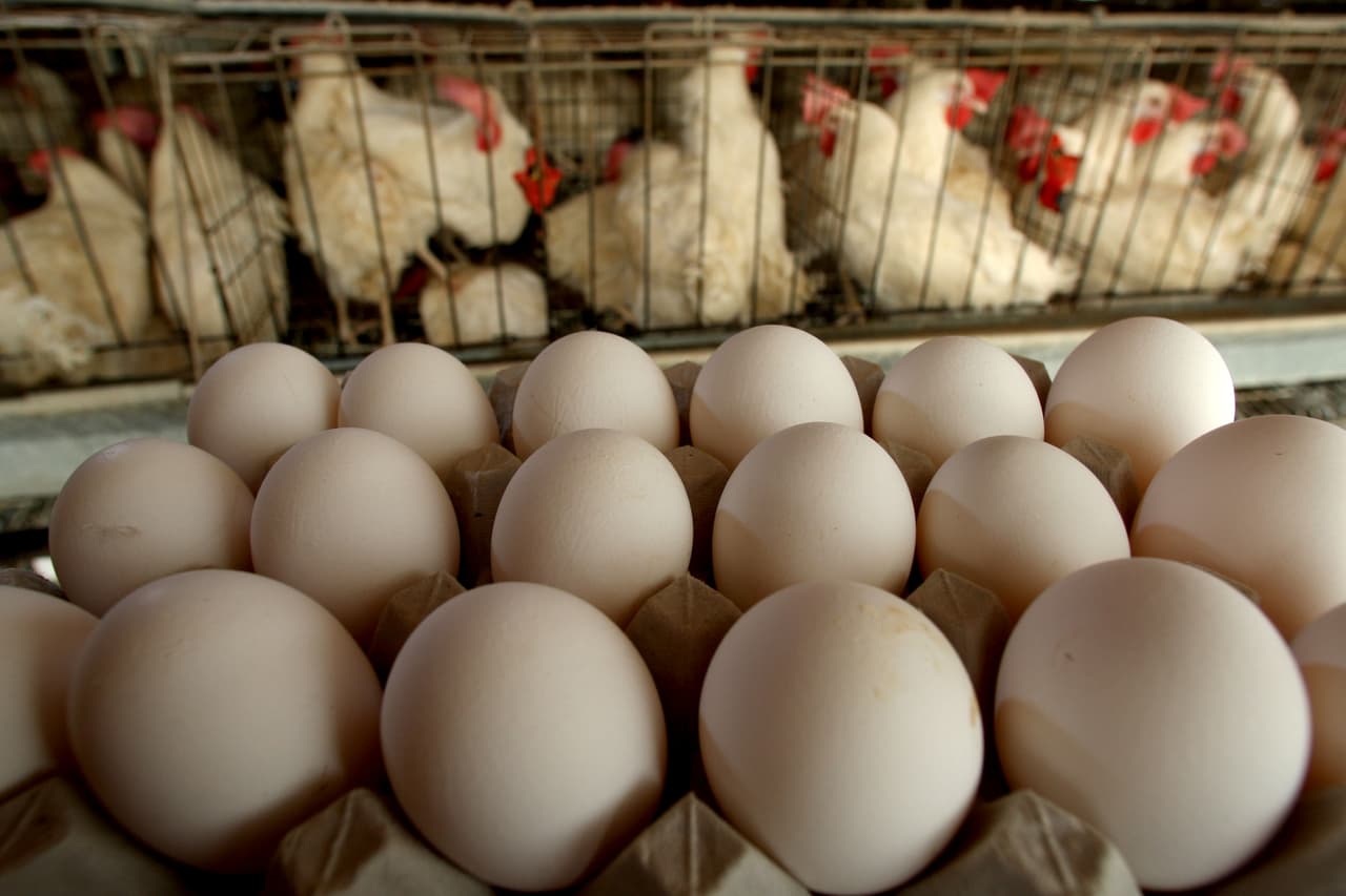 El número total de aves domésticas y ganado permitido en una
<br>residencia es cinco (5) que puede incluir: hasta tres (3) aves domésticas y hasta dos (2) animales de las siguientes clases de ganado: equinos, bovinos, ovinos, caprinos y llamas.