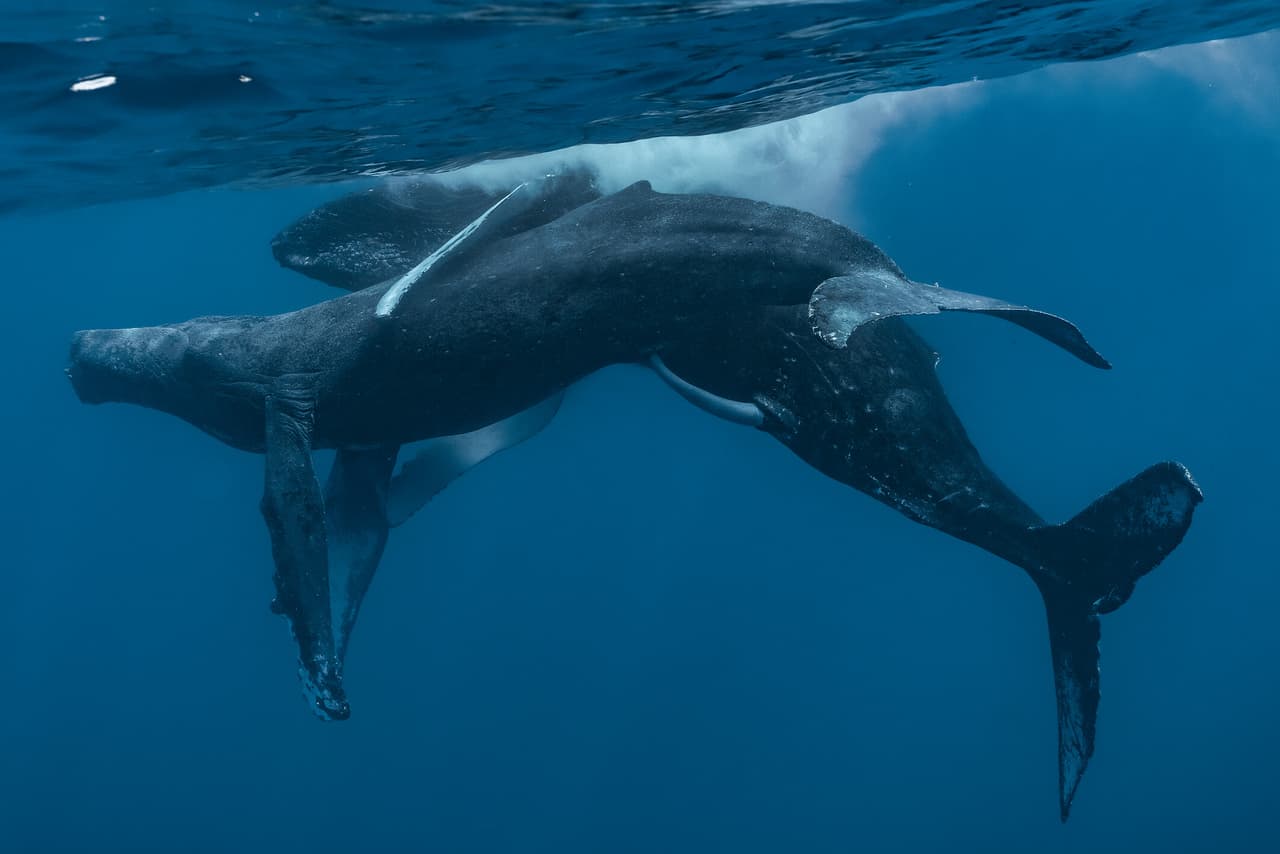 El íntimo momento de las ballenas fue capturado por Lyle Krannichfeld y Brandi Romano el 19 de enero de 2022.