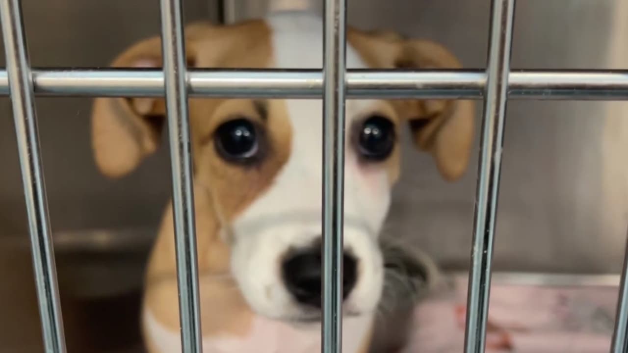 <b>Decenas de animales podrían ser sacrificados si no encuentran un nuevo hogar</b>. Esto se debe a que el refugio de Dallas Animal Services ha 
<b>superado su máxima capacidad</b>. Las adopciones son gratuitas, descubre los beneficios adicionales que están disponibles para quienes decidan salvar a uno de los perros.