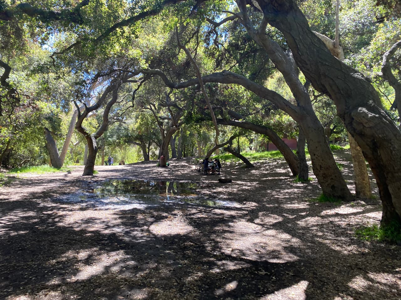 Tras las tormentas, la vegetación del parque ha recobrado sus vibrantes colores y ofrecen muchos lugares de sombra durante el camino.