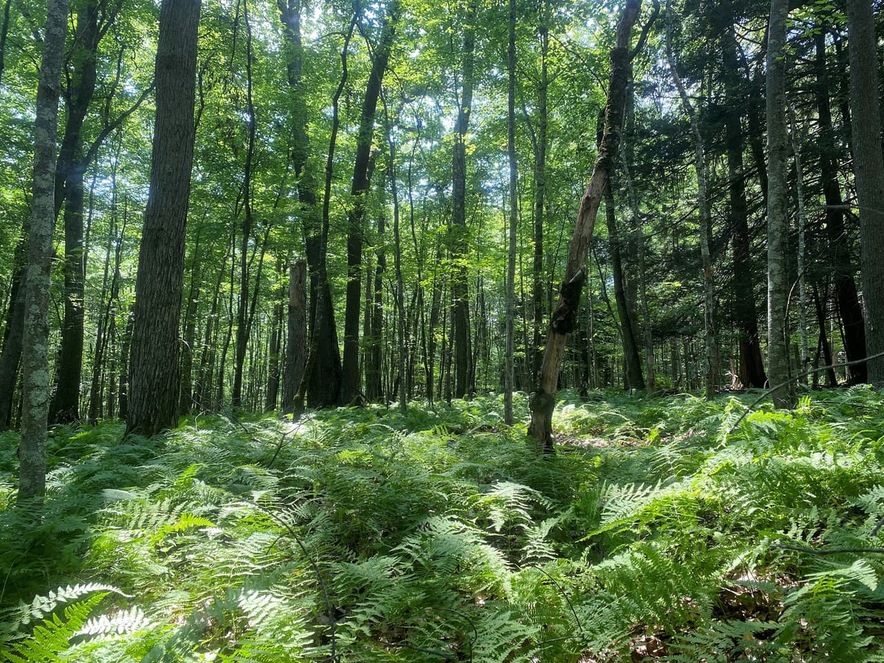 <b><a href="https://www.facebook.com/AlleghenyNF/" target="_blank">Allegheny National Forest</a></b>. El Bosque Nacional de Allegheny (ANF) tiene una extensión de 514,000 acres y en el lugar se puede acampar, hacer senderismo, ciclomontañismo, canotaje, camping y observación de aves y especies nativas, entre otros.