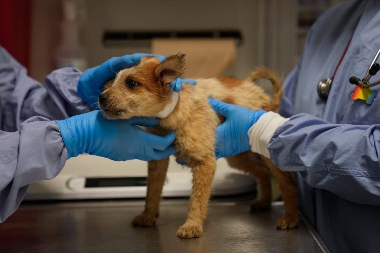 Voluntarios de PAWS han jugado un papel crucial, 
<b>viajando cientos de kilómetros para recoger a los animales,</b> cuidarlos durante el trayecto y asegurar que lleguen sanos y salvos a su destino final.