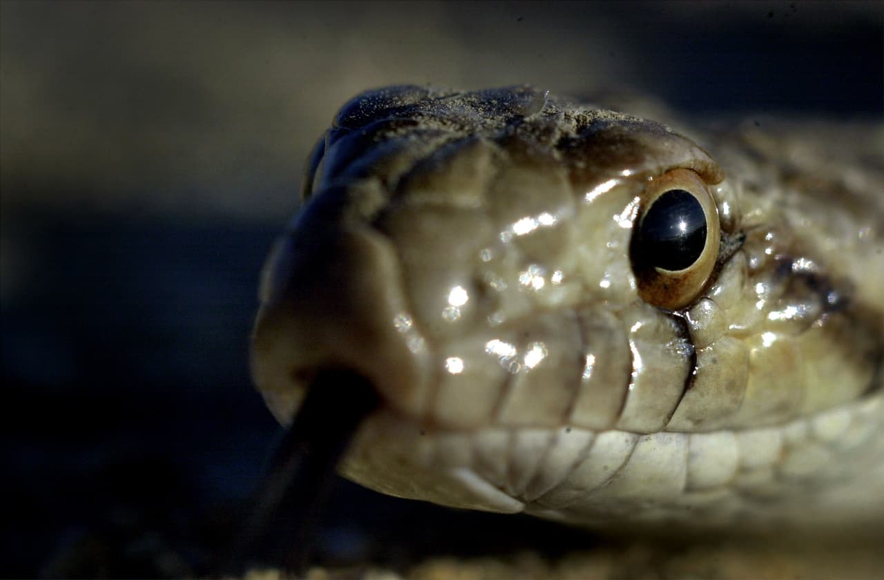 Sin embargo, algunas serpientes son importantes para el medio ambiente como la serpiente Gopher.