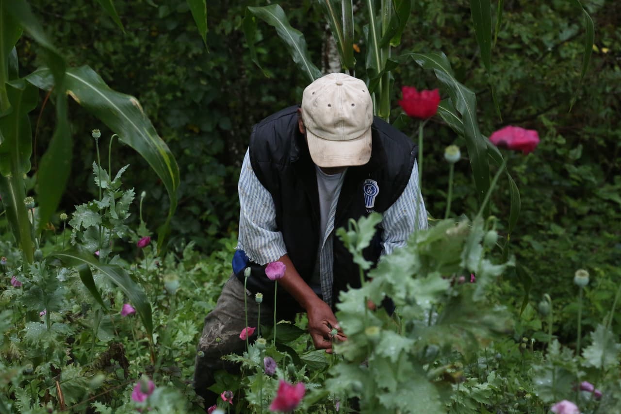 Puede sembrar plantas en su propio jardín.