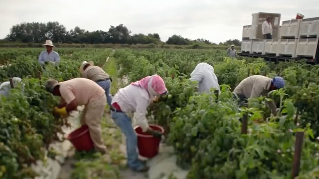 No habrá amnistía para trabajadores agrícolas indocumentados: gobierno seguirá con las deportaciones