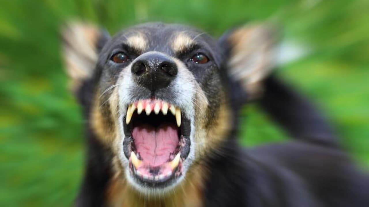 Una 
<b>mujer de la tercera edad</b> 
<b>perdió la vida tras sufrir el ataque de dos perros </b>el pasado 23 de junio en la ciudad de 
<b>Sierra Vista</b>, donde además un hombre resultó lesionado. La víctima mortal, identificada como Helene Jackson de 84 años, fue localizada en un callejón con severas heridas. Los perros involucrados fueron atrapados y sacrificados por autoridades. 
<a href="https://www.univision.com/local/arizona-ktvw/mujer-murio-hombre-lesionado-ataque-de-perros-sierra-vista">Más detalles en este enlace</a>.