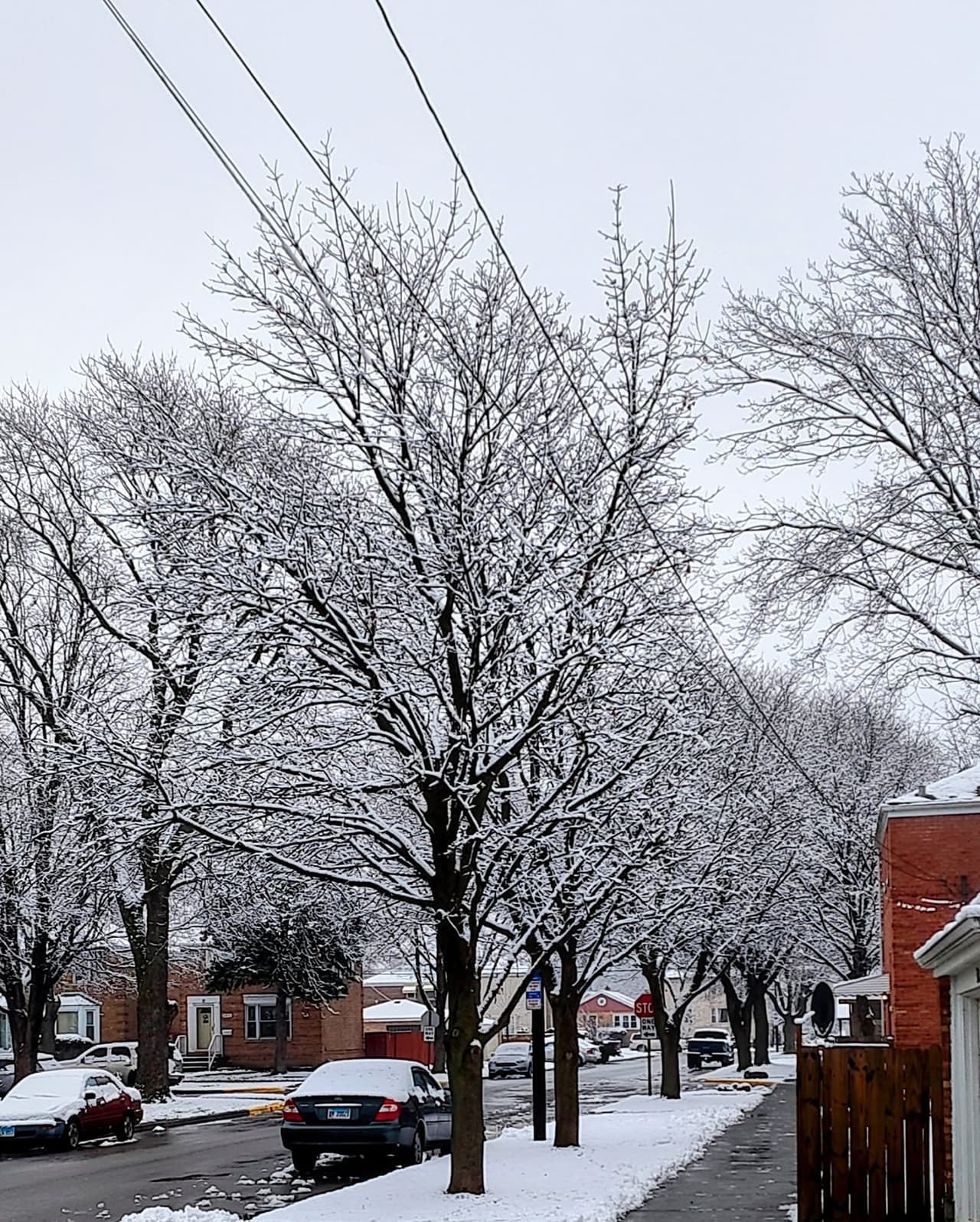 Brenda Magaña salió y encontró que sus calles y árboles estaban cubiertos de blanco.
