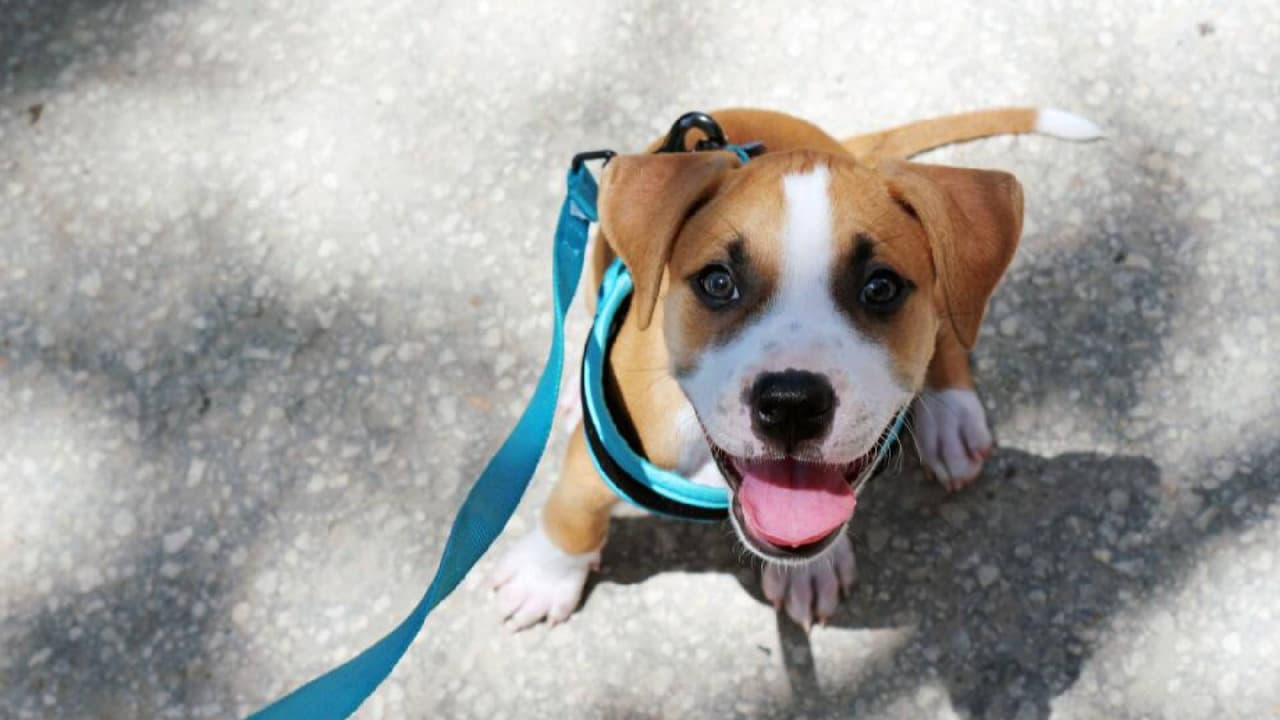 <b>Nunca dejes a tu mascota afuera o atada</b> en un día caluroso, sobre todo cuando las temperaturas rebasan los tres dígitos, pues podrías ser acreedor a 
<a href="https://www.univision.com/local/arizona-ktvw/ordenanza-prohibe-atar-mascotas-olas-de-calor-excesivo">sanciones por crueldad animal</a>.