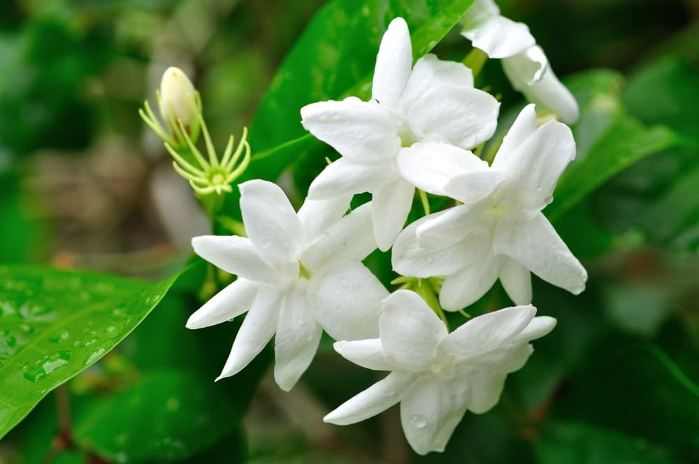 Dentro del esoterismo, el jazmín es una flor regida por el planeta Venus, por lo que está muy relacionada con el amor y la belleza. De ahí que personas nacidas bajo el signo de Tauro y Libra se sientan particularmente atraídas y beneficiadas por esta flor.