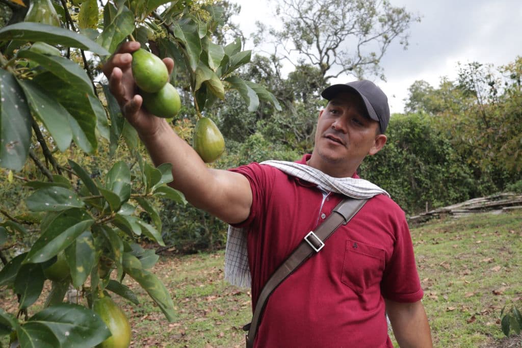 Super Bowl 2023: por qué el domingo que más aguacates se come en EEUU está causando problemas en Colombia