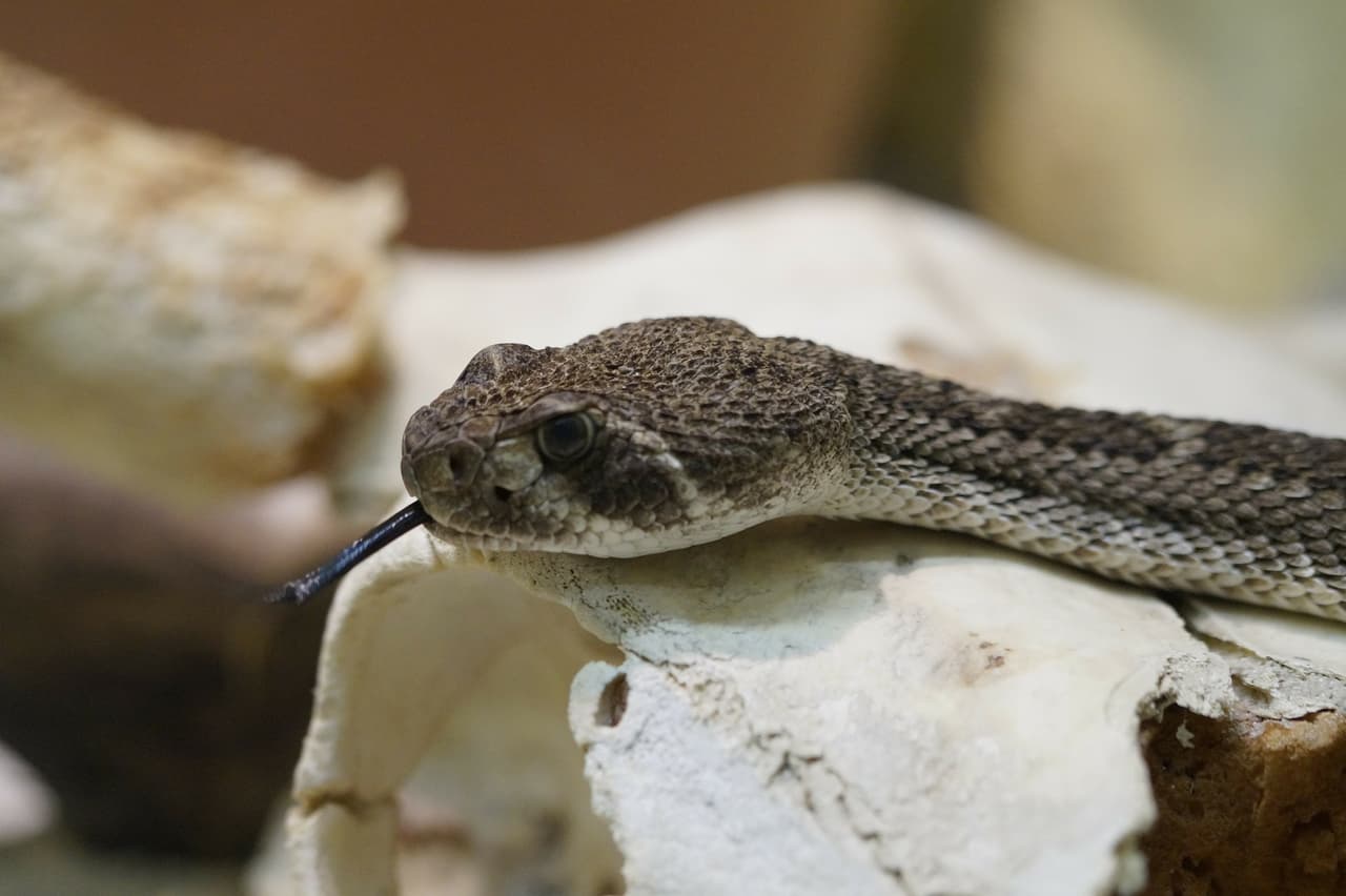 <b>La mayoría de las serpientes no representan una amenaza para los humanos</b>, pero hay cuatro especies de serpientes venenosas en el centro de Texas.