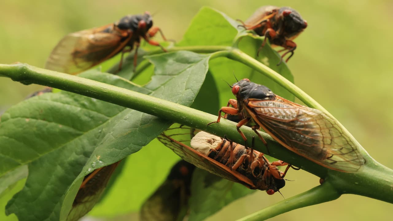 Empezó la temporada de cigarras en Chicago y gran parte del estado y, según expertos, estos insectos que estás viendo pasaron 17 años enterrados en el suelo. Asimismo, señalan que son inofensivos e incluso los puedes comer o usar su exoesqueleto como abono. Tonatiú Rodríguez, arborista comunitario, explica las características de este animal.