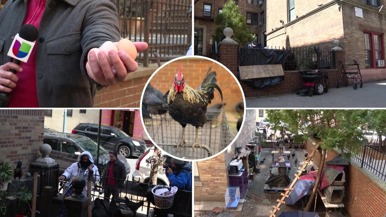 Canto de gallos molesta a residentes de este edificio en Manhattan, pero otros sienten nostalgia