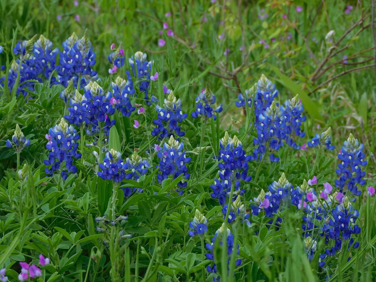 Los jardines botánicos en Fort Worth también cuentan con las flores al igual que otras maravillas de la madre naturaleza.