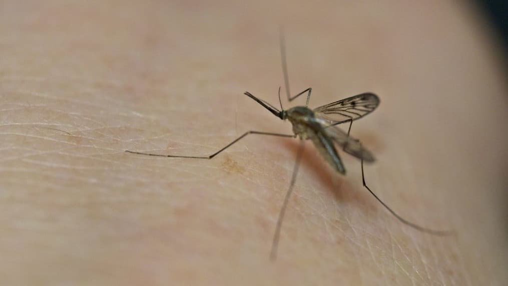 Los mosquitos y el peligro que representan para la salud de los humanos: qué hacer para evitar picaduras