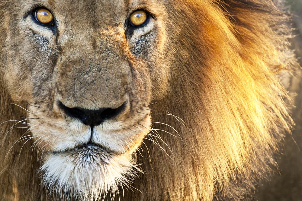 <b>LEO</b>
<br>Nos remitimos al animal que representa al signo, por supuesto: el 
<b>león</b>. Como el rey de la selva, se sienten los más poderosos, valientes, llenos de fuerza, energía y vitalidad. Son desafiantes, explosivos pero también testarudos e impacientes.
