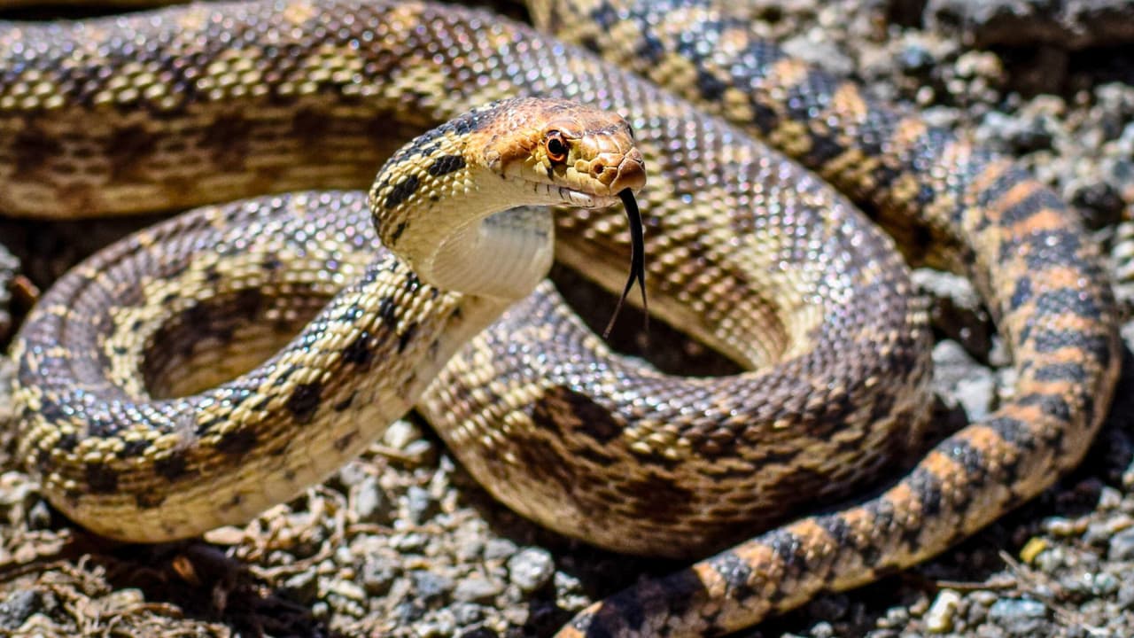 <h3 class="cms-H3-H3">🚫 ¿Por qué se acercan a las casas? </h3>
<br>Las serpientes 
<b>buscan comida y refugio</b>. Si hay ratones, insectos o lugares donde esconderse, 
<b>es más probable que aparezcan.</b>