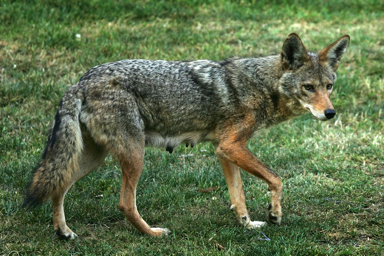 Si sale a caminar con su perro, debe mantenerlo sujetado con una correa todo el tiempo, no solo es la ley sino que también es un mecanismo de protección para su mascota. “No permita que su perro interactúe y “juegue” con un coyote”, según el LAAS.