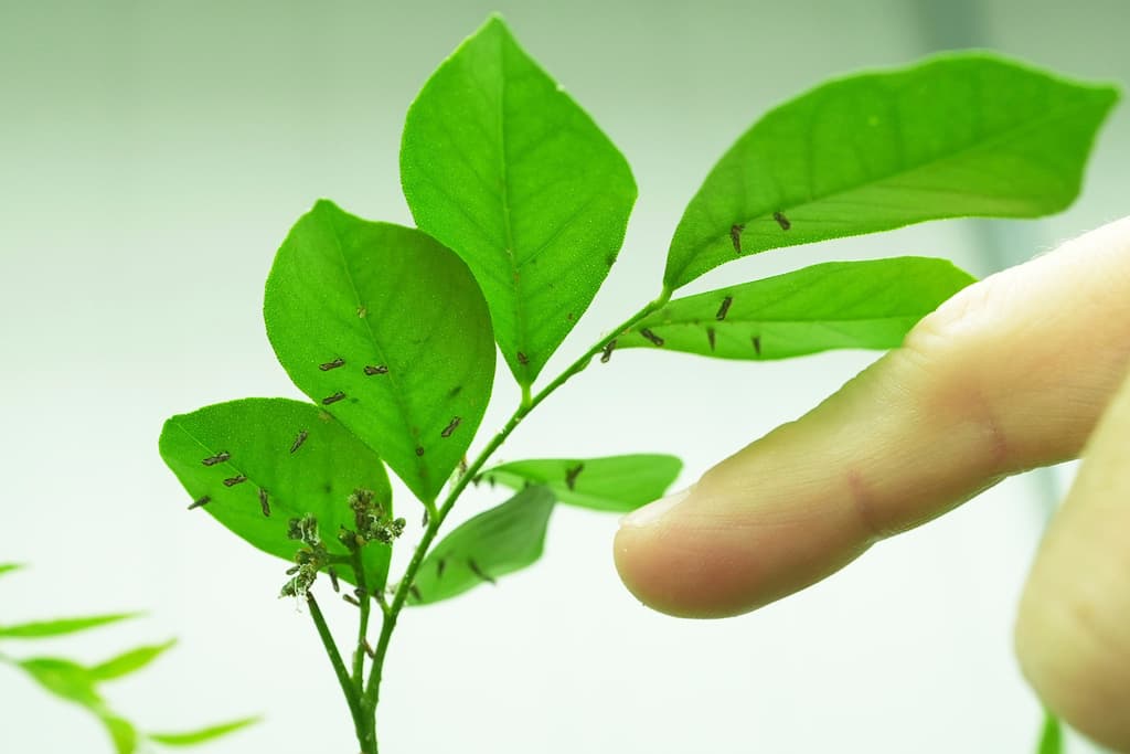 <b>Los cítricos de Florida enfrentan una doble amenaza</b>: huracanes y una enfermedad llamada "citrus greening" han devastado la producción.
