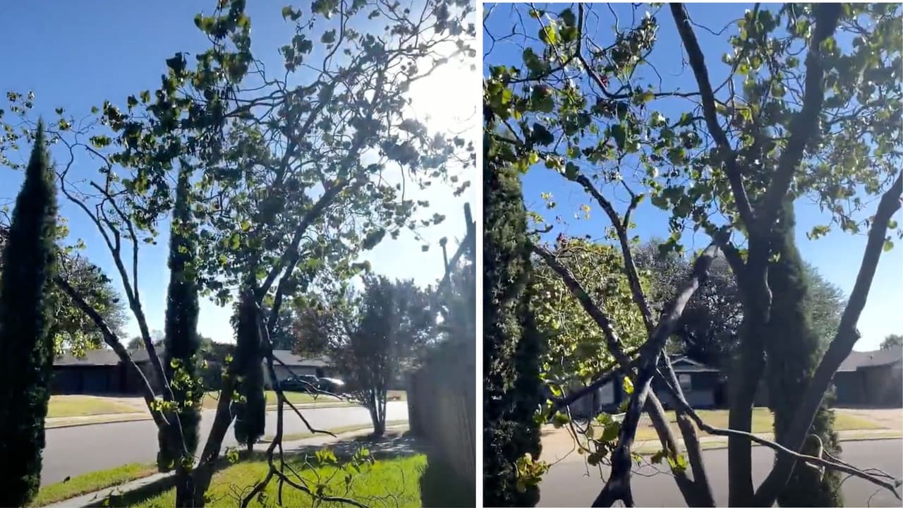 Este 
<b>es el árbol donde estaba el cuerpo atado del cuello</b>, con los pies en el suelo y la boca y ojos cerrados, según describieron los testigos. Las autoridades dicen que se trata de un "posible suicidio", pero esto lo determinará el médico forense.