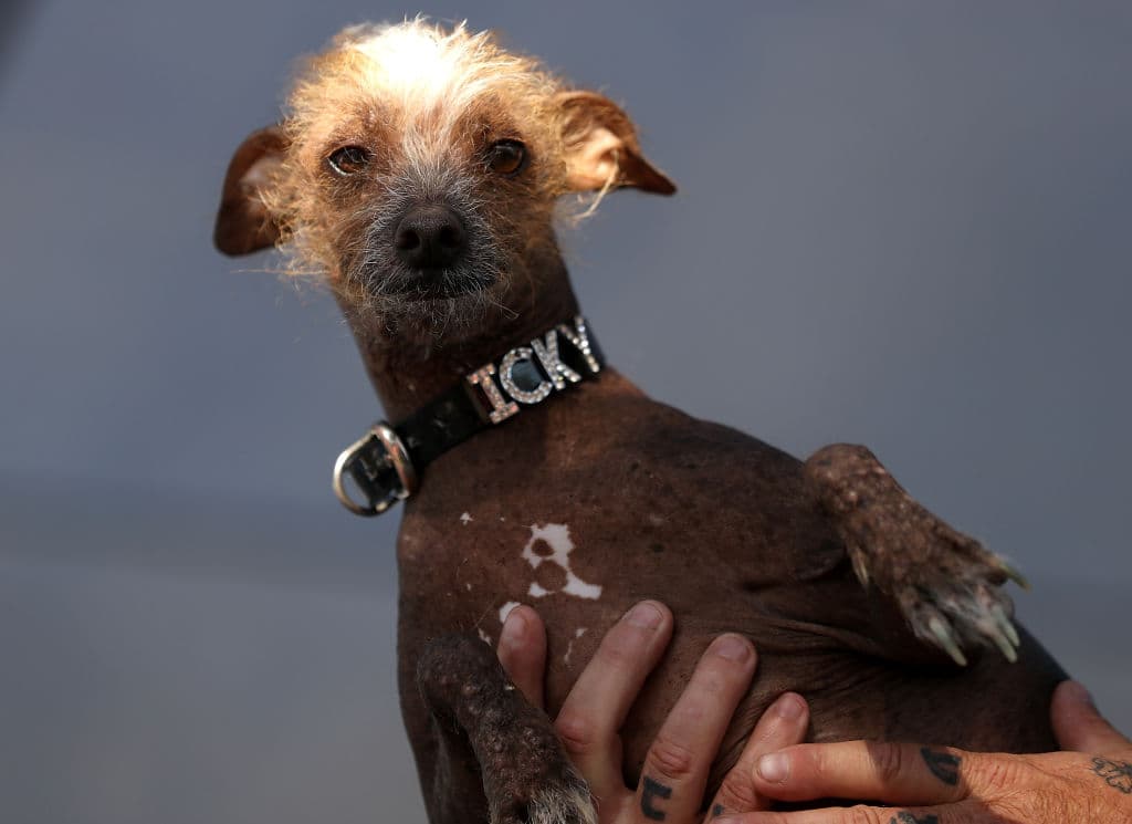 Icky, el perro de Jon Adler de Davis, California, es de raza mixta y estuvo cerca de llevarse el trofeo.