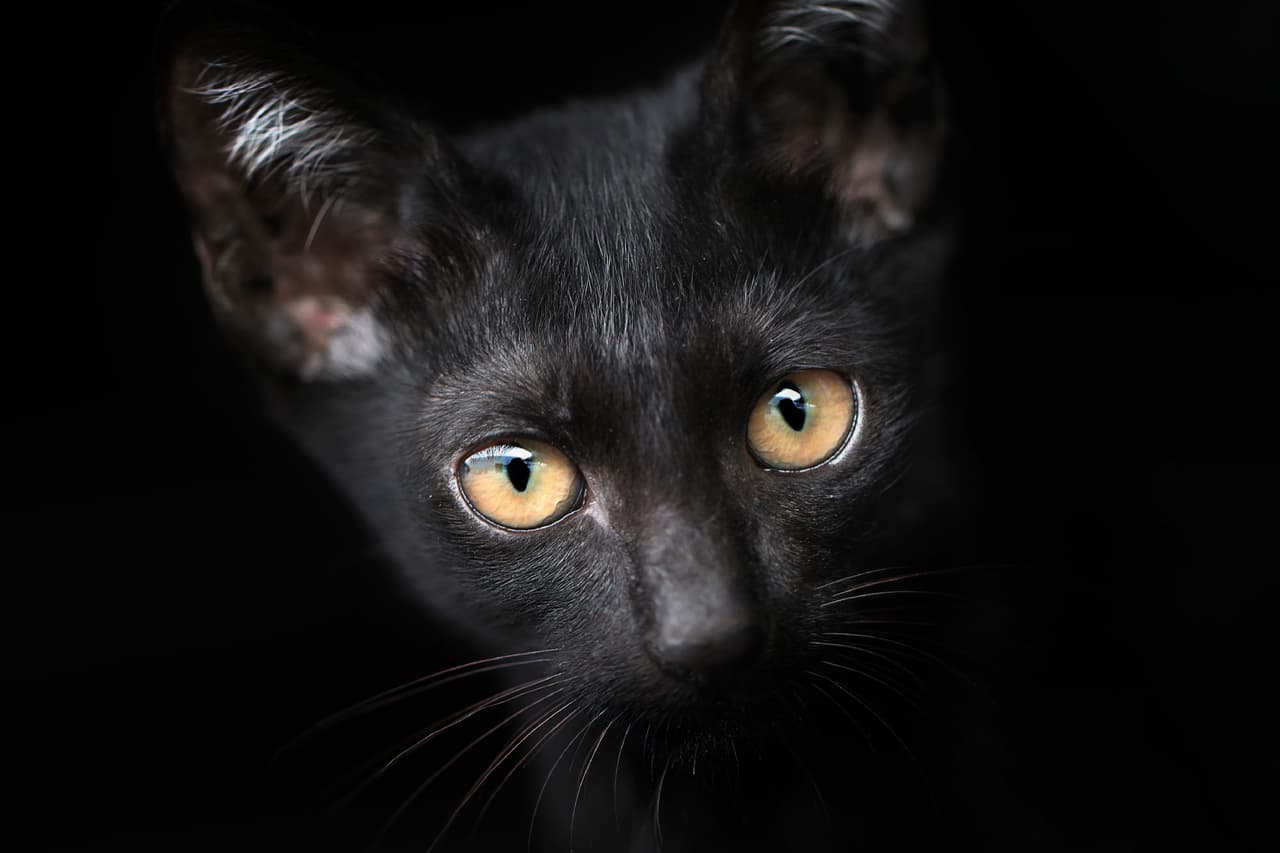 Los gatos negros se asociaban con el demonio y muchos fueron sacrificados tristemente en la Edad Media como consecuencia de esa ignorancia.