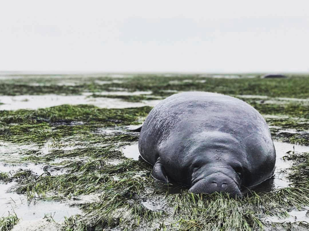 Un manatí varado en el condado de Manatee. El animal quedó encallado después de que las aguas retrocedieran cuando el huracán Irma se acercaba.