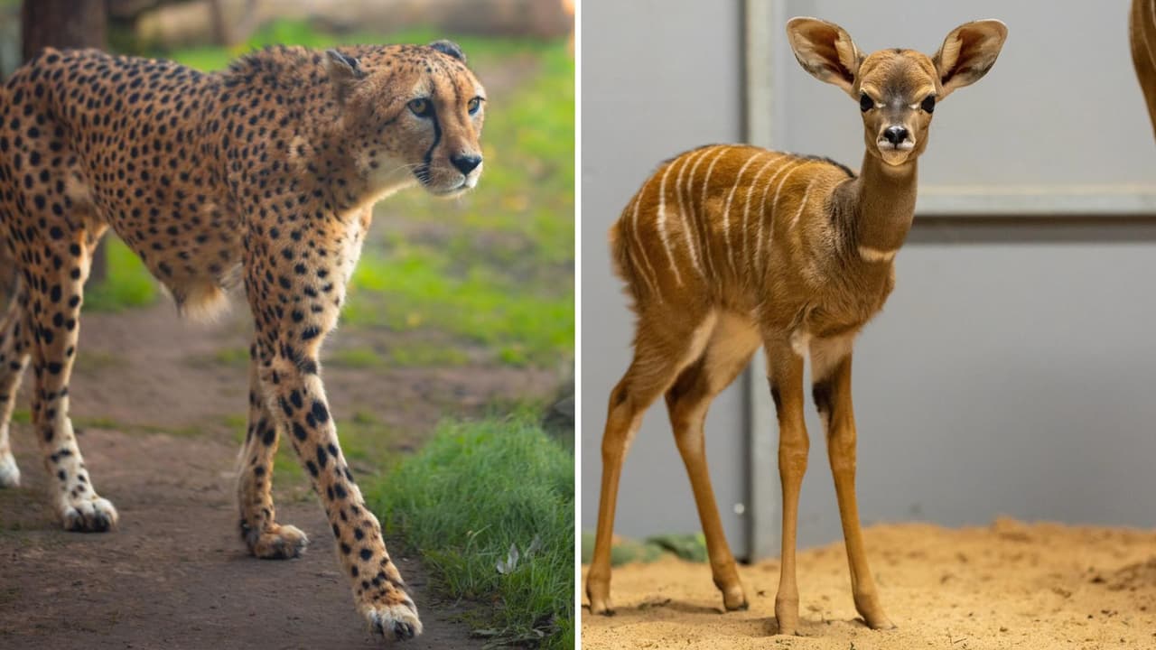 <h3 class="cms-H3-H3">¿Qué esperar durante tu visita? </h3>
<br>El zoológico es hogar de una diversa colección de animales, 
<b>desde los majestuosos elefantes africanos hasta los ágiles tigres de Bengala</b>. Los visitantes pueden disfrutar de 
<b>exhibiciones interactivas, aprender sobre las especies en peligro de extinción y participar en actividades educativas diseñadas para todas las edades</b>. Si tus hijos están interesados en los animales, este es un lugar perfecto para que se conecten con la naturaleza mientras aprenden.