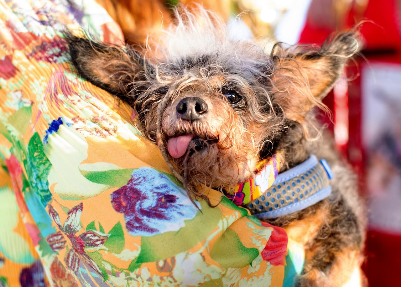 Este canino bien podría cambiar su nombre de Scamp 'El vagabundo' a Scamp 'El ganador'. Su dueña jamás imaginó que tras rescatarlo de un albergue del sur de California en 2014, años después se convertiría en toda una celebridad orejona, de mirada perdida y rastas.