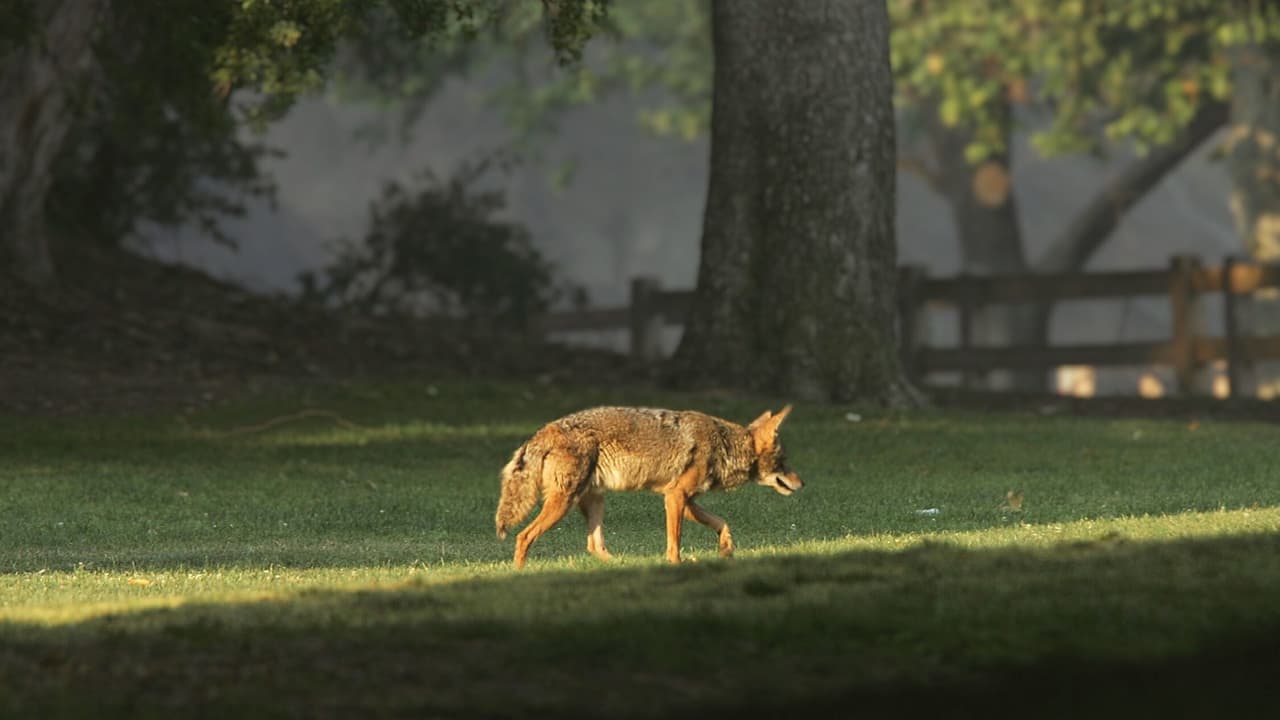 Un estudio publicado en 2019 encontró que los coyotes mataron a un estimado de 23,600 perros y 48,900 gatos en Estados Unidos cada año entre 2010 y 2014.