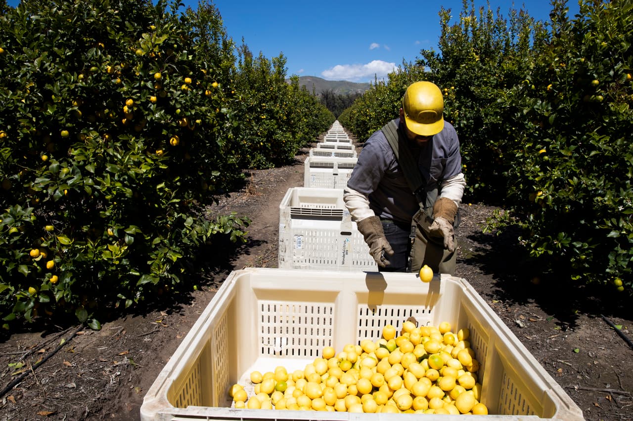 Según el gremio, la desinformación ha generado incertidumbre entre los trabajadores, pues hasta hace unos días el 90% de los campesinos no había recibido información suficiente sobre el coronavirus y las medidas de protección en su lugar de trabajo.