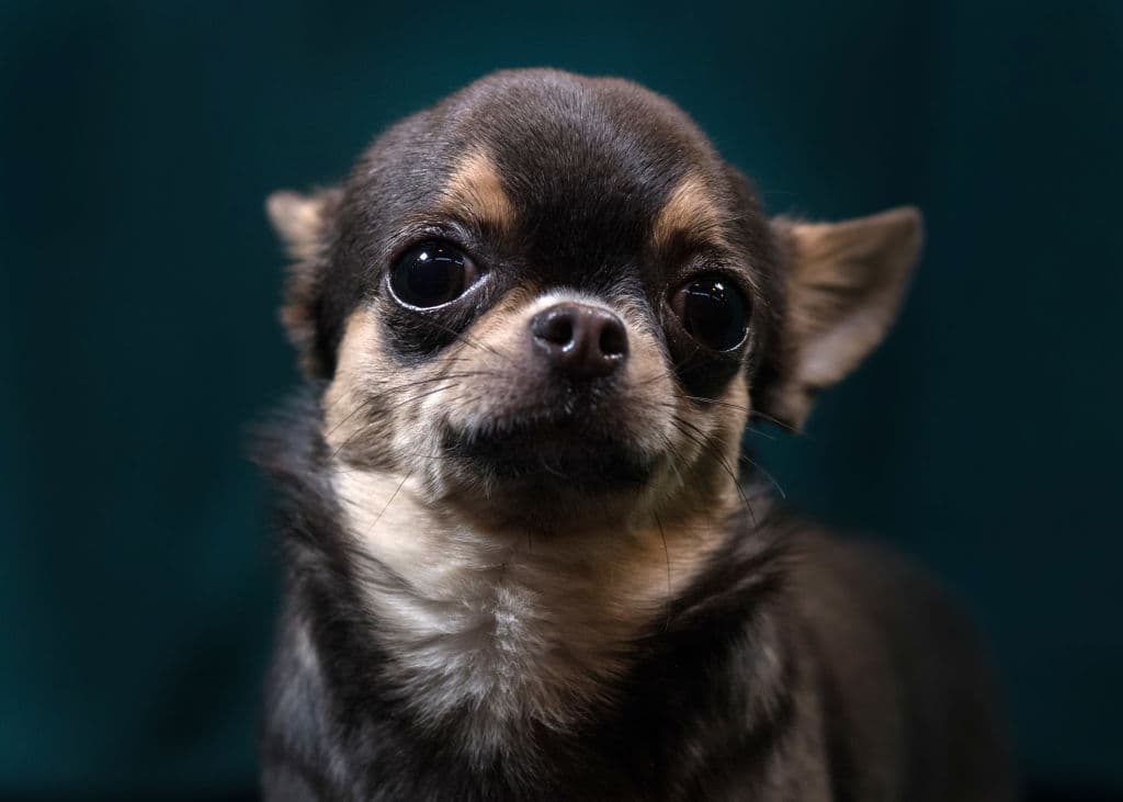 La curiosa historia del chihuahua que solo entiende español