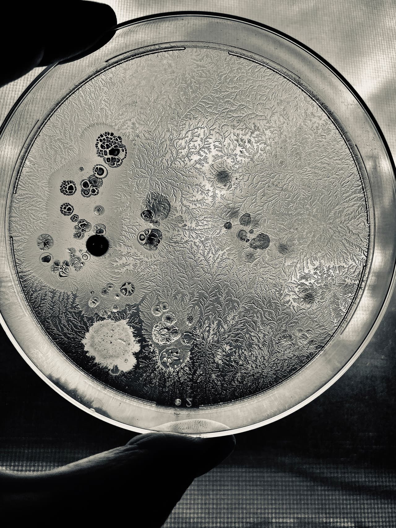 <b>‘Fractales’</b>
<br>
<br>“Los patrones en esta imagen son de la bacteria 
<i>Bacillus subtilis</i>, cultivada en el laboratorio”, explica el premio. “Estos se forman según las condiciones del entorno de las bacterias y cómo se mueven las células bacterianas después de entrar en contacto entre sí”, agregó.
<br>
<br>Fue tomada en Reino Unido y resultó ganadora del segundo lugar en la categoría ‘fotógrafo jóven’.
<br>