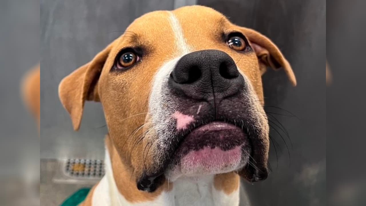 Otra opción es ser voluntario en Dallas Animal Services, “ayudándonos a 
<b>aumentar el número de vidas que salvamos</b>, mejorar la calidad de vida de los animales en nuestro refugio y apoyar a nuestra comunidad en el camino para convertirse en el hogar de los mejores dueños de mascotas del país”, agregan voceros de DAS. 
<b>Para obtener más información, <a href="https://app.betterimpact.com/Application?OrganizationGuid=1f78c75f-f6c3-4adb-ad53-43324e5c9051&ApplicationFormNumber=1" target="_blank">haz clic aquí</a></b>. Seven tiene tan solo nueve meses. Es muy dulce, un poco tímido, y sus anteriores dueños dicen que 
<b>es cariñoso con los niños y otros perros</b>. ID A1173280.