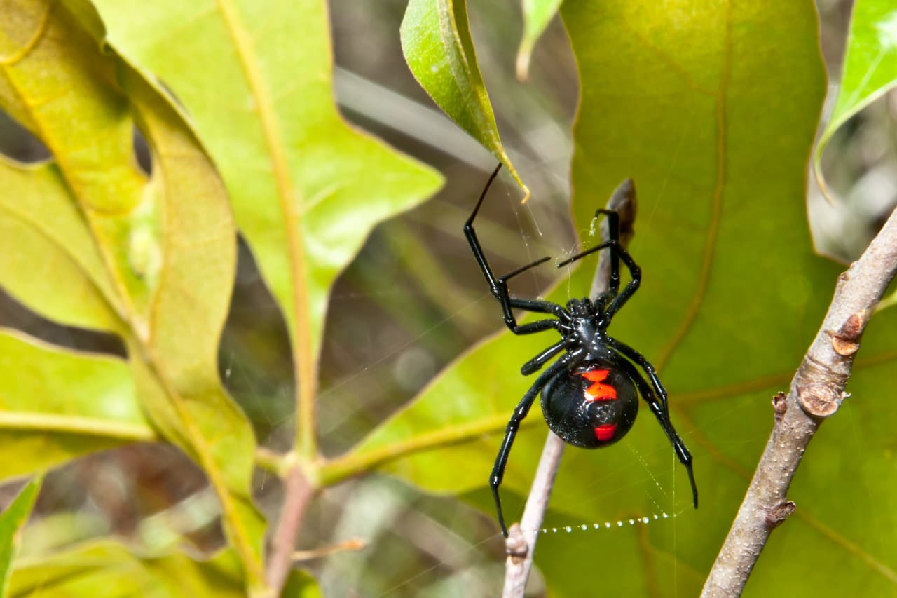 La araña viuda negra tiene un veneno 14 veces más potente que el de una serpiente cascabel; sin embargo, no es agresiva y solo ataca cuando se siente amenazada.