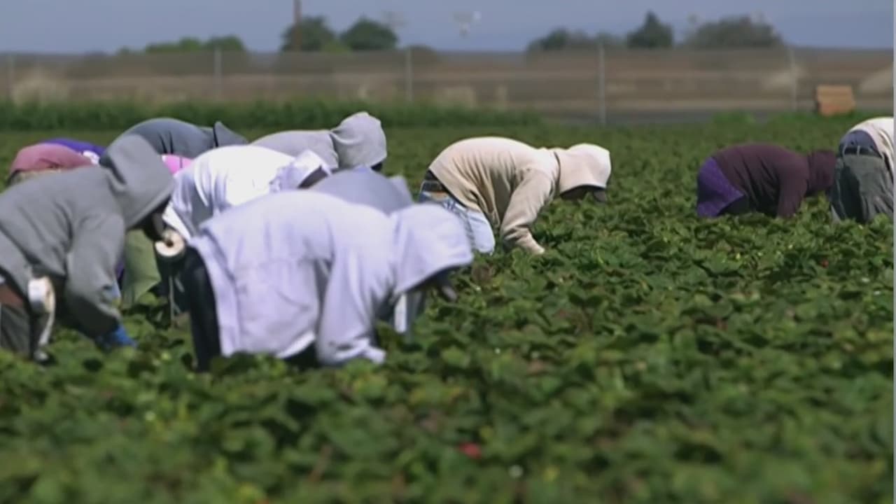 <b>En video:</b> Personas de 16 países de América Latina podrán recibir visas H2, que les permiten trabajar temporalmente en Estados Unidos en labores agrícolas o de servicio doméstico, jardinería, servicios en hoteles y empleos en centros de estética, entre otros. Te mostramos la lista de países.