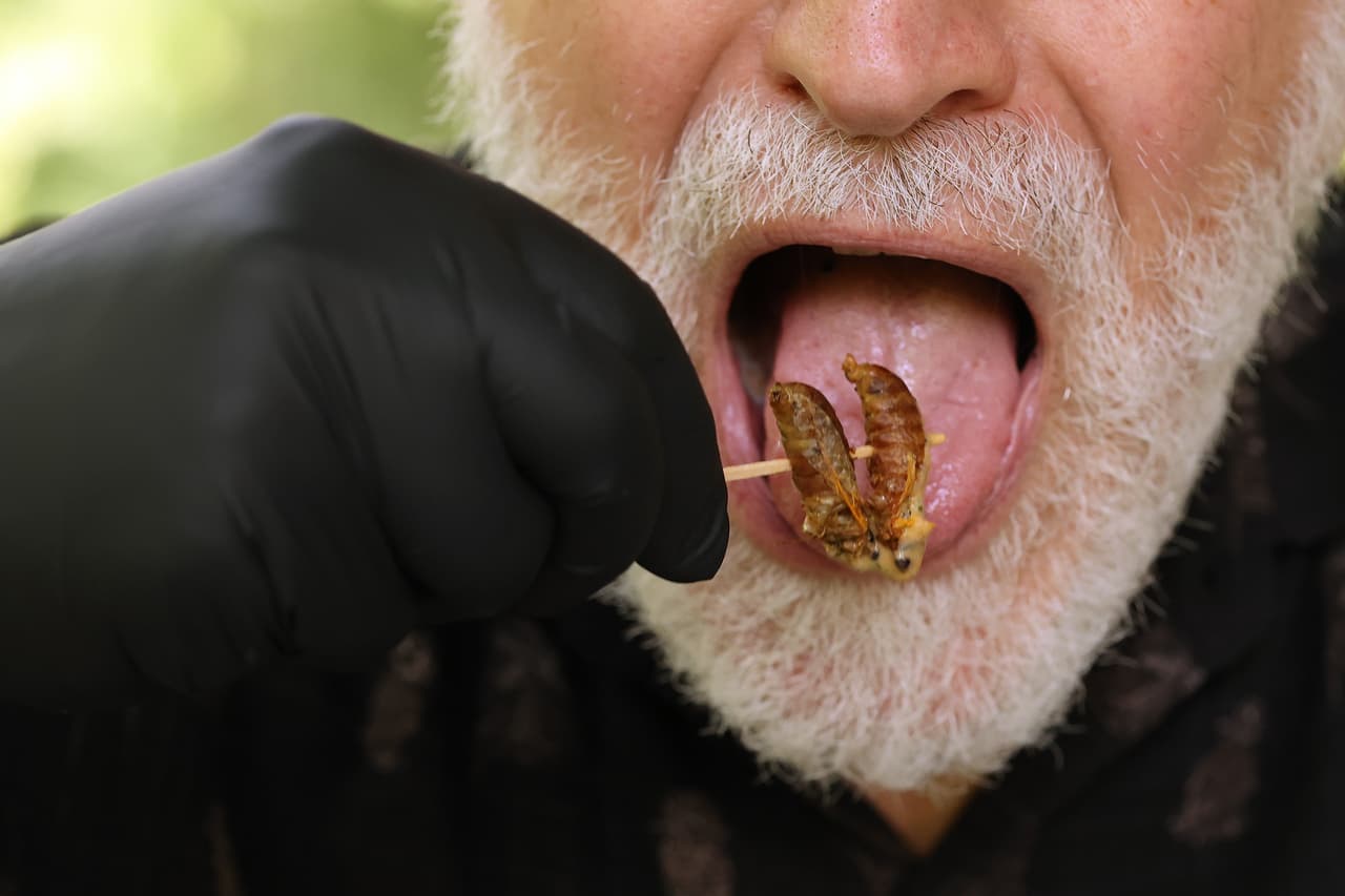 <b>¿Son peligrosas para las mascotas?</b>Los insectos quebradizos pueden ser molestos, pero según la Agencia de Protección Ambiental, las cigarras no son dañinas para los humanos, las mascotas o los jardines. 
<br>