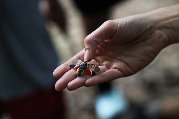 Las autoridades en Georgia dieron 
<b>los tres pasos a seguir si detecta esta mosca: </b>
<br>
<br>1. Tome una fotografía clara de la plaga.
<br>2. Mátela.
<br>3. Informe su avistamiento utilizando nuestra herramienta de informes en línea en 
<a href="https://www.gainvasives.org/slf/report/" target="_blank">https://www.gainvasives.org/slf/report/.</a>
<br>
