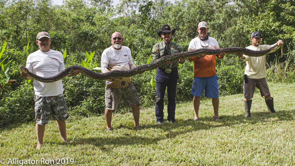 <b>“Se han encontrado pitones con un cocodrilo de 7 pies dentro de ellas</b>”, contó “Alligator” Ron Begeron