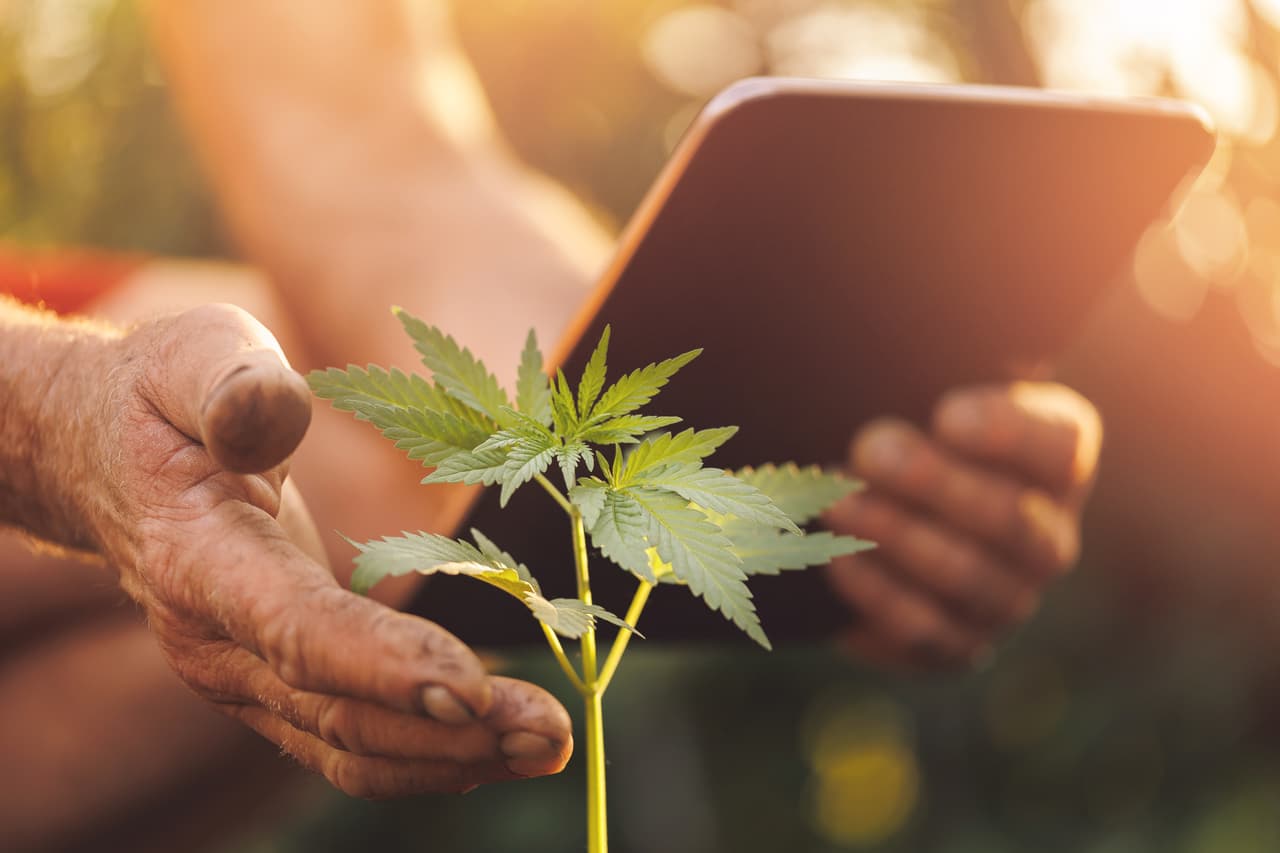 Además, está prohibido que los empleadores pregunten a los empleados potenciales si han consumido cannabis o marihuana.