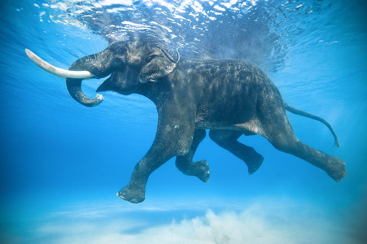 Este elefante asiático fue llevado a las islas Andamán en la década de 1950 para ayudar a extraer madera de la selva. Junto a otros elefantes se vio obligado a aprender a nadar en el océano 
<a href="https://www.instagram.com/jodymacdonaldphoto/"><u>para llevar árboles talados a los barcos cercanos</u></a>. Es una de las fotografías a la venta por el proyecto 
<a href="https://www.printsfornature.com/index"><u><i>Prints for Nature</i></u></a>, una iniciativa que unió a los mejores fotógrafos del mundo en la idea de que su trabajo, además de documentar la belleza y vulnerabilidad de la naturaleza, reúna fondos para ayudar a protegerla.