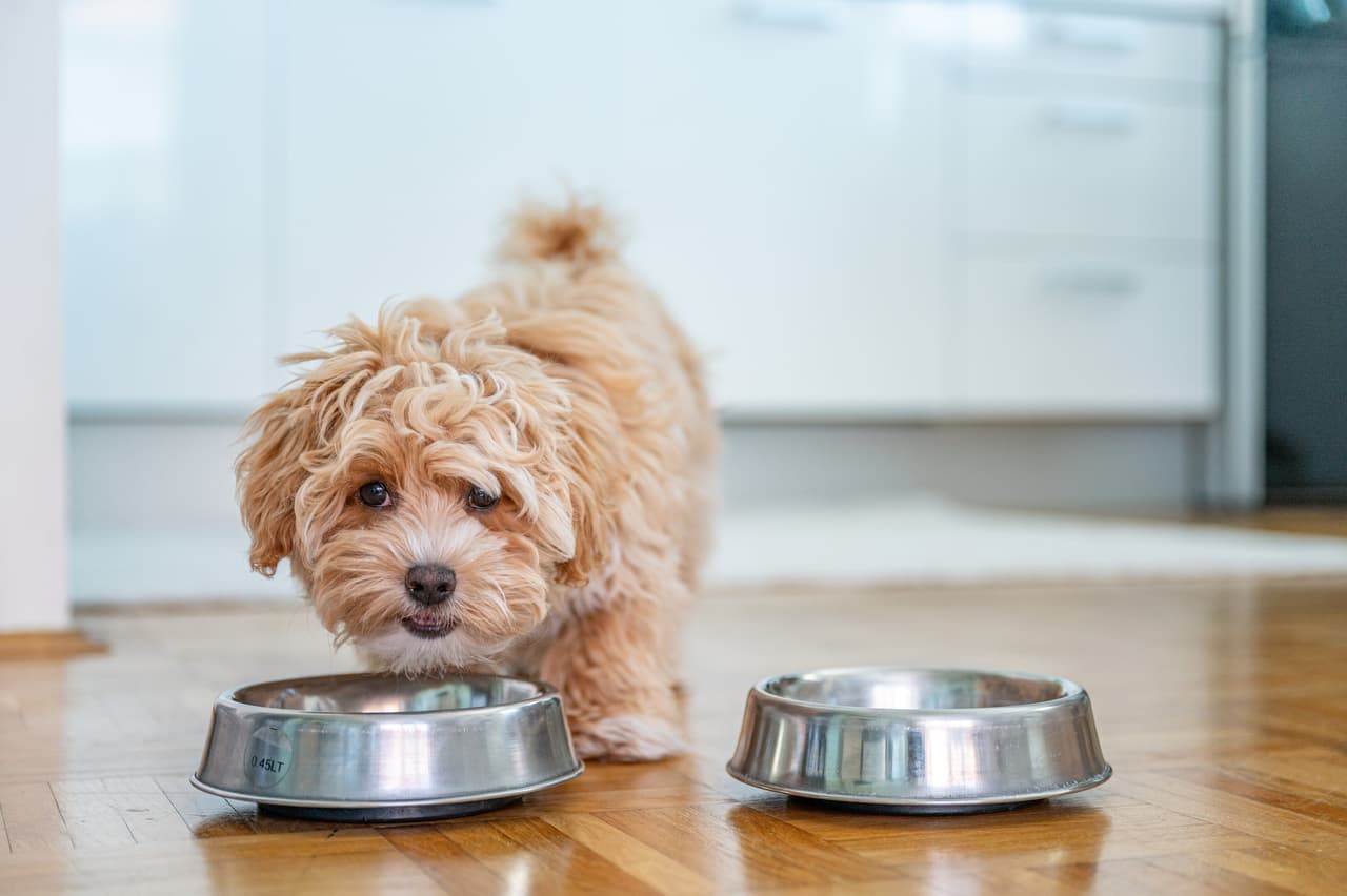 <h2 class="cms-H2-H2">18. Comida de perro</h2>
<br>
<br>💸
<b> Aumento de precio entre marzo de 2022 y marzo de 2023: </b>+14.4%
<br>