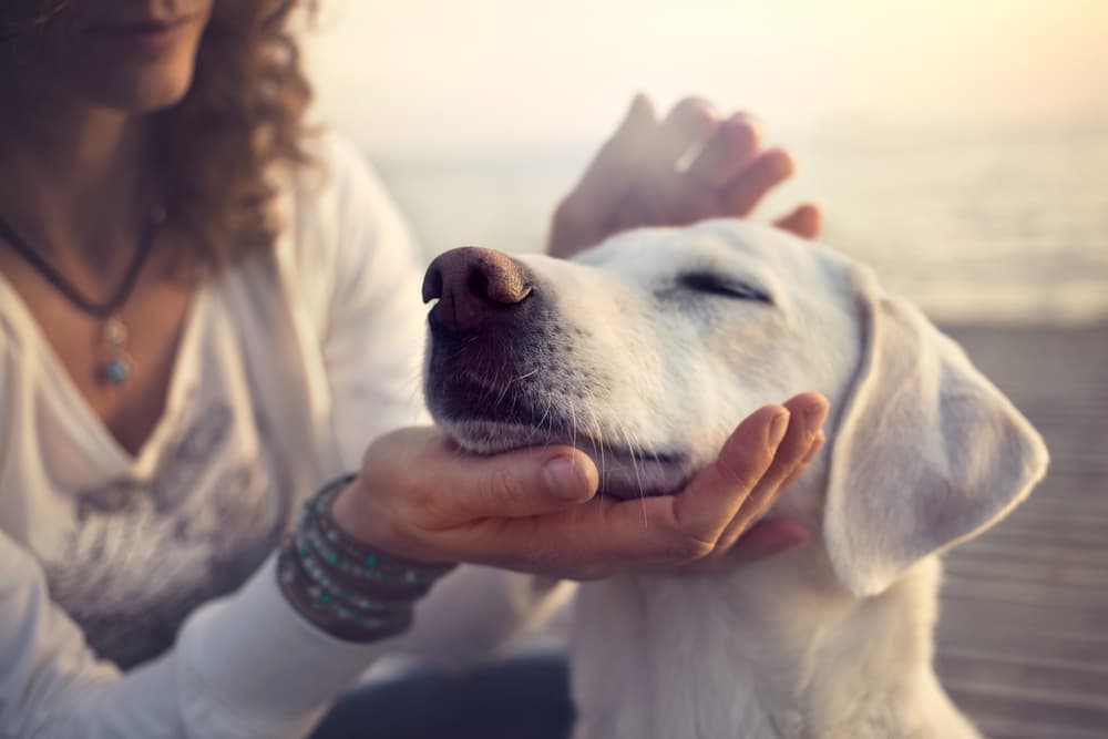 Según un estudio, tu perro se da cuenta cuando alguien es malo contigo y lo recuerda