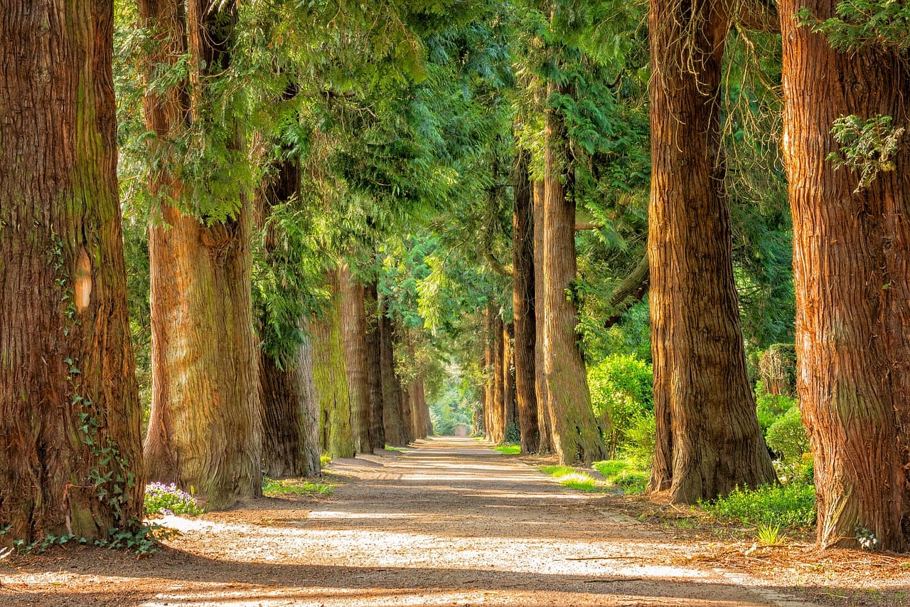 <b>3. Pasea entre los árboles.</b> El contacto con la naturaleza mejora la salud mental y física, la cognición, la habilidad para aprender e incluso fomenta la productividad. Un contrapunto al exceso de tecnología que nos rodea, que puede contribuir en gran medida a la ansiedad. 
<a href="https://www.univision.com/noticias/salud-mental/cuando-la-mejor-terapia-es-un-paseo-entre-los-arboles-fotos#eb3bba1f0000">Nos conviene caminar más descalzos en la tierra y consumir menos Netflix.</a> Salir a la naturaleza es una forma fácil y casi inmediata de mejorar el estado de ánimo.