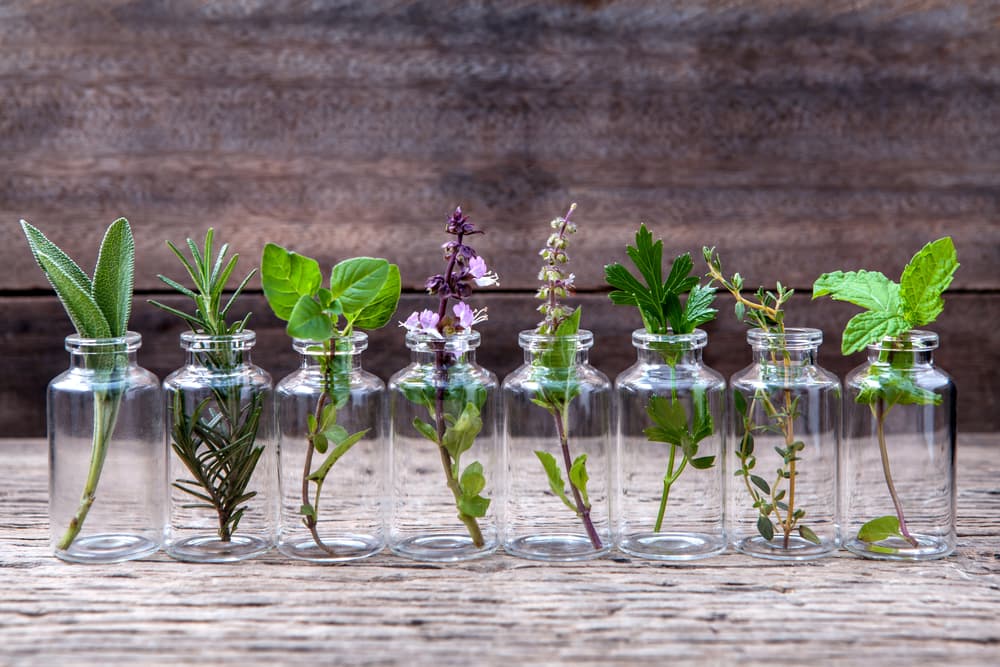 Hay 3 aromas que pueden aumentar tu inteligencia y mejorar tu habilidad matemática