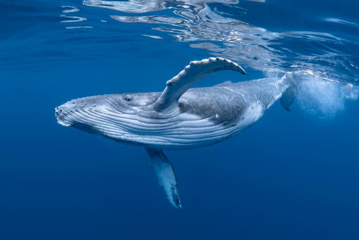 Encontraron el fósil de una ballena con cuatro patas: era aterradora y enorme