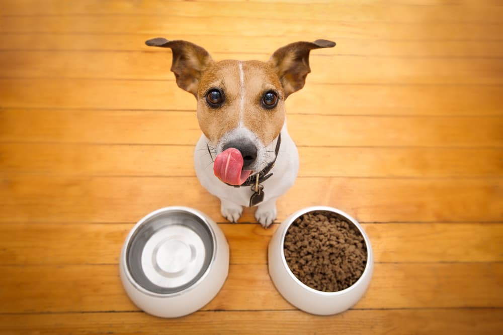 La razón por la que no deberías darle carne cruda a tu perro: podría ser muy peligroso