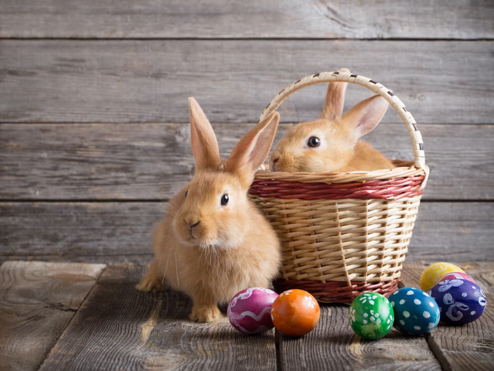 Dulces conejitos de Pascua para resucitar al niño que llevas dentro